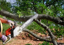 Best Emergency Tree Removal  in Rutherford, NJ